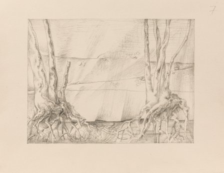 Skizze - Mangroven-Nachtbaumnatter